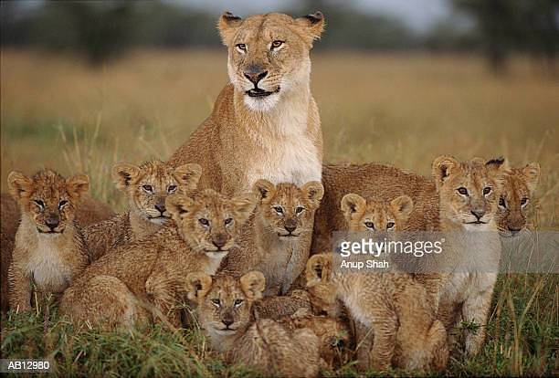 LYFI Sponsorship Club